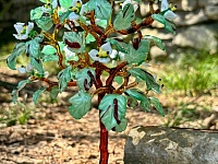 ��������� ����������� ������