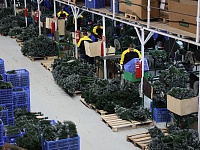 Вениамин Кондратьев: В Краснодарском крае производят все главные атрибуты Нового года – елки и игрушки